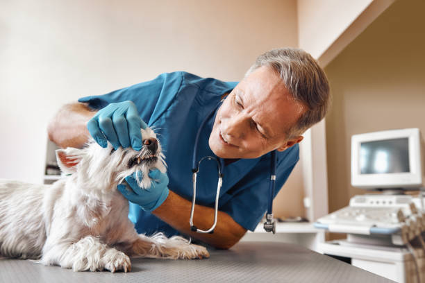 Best Emergency Dental Services for Seniors in Bruceton, TN